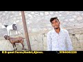 सिरोही गुजरी अजमेरी और सोजत नस्ल के खस्सी बकरे sirohi ajmeri gujri and sojat goat rd goat farm