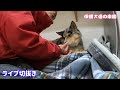 【心を閉ざした保護犬】シュンくん手からドッグフード食べた⁉️「ライブチャンネル切抜き」