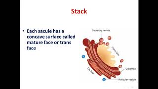 3 Endoplasmic reticulum and golgi apparatus