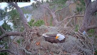 2025-Jan-04 | Kistachie National Forest E-3 Nest cam | bird life in the nest with nature #birds