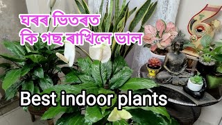 ঘৰৰ ভিতৰত কি কি গছ ৰাখিলে ভাল ? 12 Lucky plants. Best indoor plants . ঘৰৰ ভিতৰত থোৱা ১২ বিধ গছ