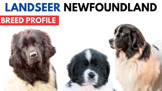 Landseer Breed Profile History - Price - Traits - Landseer Newfoundland Grooming Needs - Lifespan