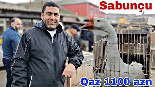 Sabunçu Toyuq Bazarı 5 yanvar 2025, Qaz 1,100 azn  @mubarizemintv2271