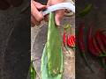 #Everyday records my real life in the countryside #Rural Food #Harvest Season #cactus #peeling