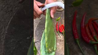 #Everyday records my real life in the countryside #Rural Food #Harvest Season #cactus #peeling