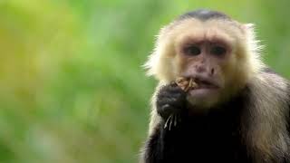 aww SO CUTE!!! Playing Monkey / Smart Bhim harvests fruit and cooks carrots for baby Monkey