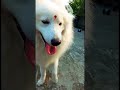 spitz dog😍🤩 status video shorts shortsfeed