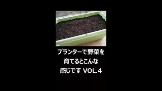 プランターで野菜を育てるとこんな感じです VOL.4 #shorts