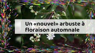 Un «nouvel» arbuste à floraison automnale