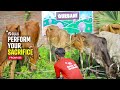 Give, Share, Fulfil Your Qurbani