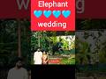 யானைக்கு பிடிக்காத wedding | yaruda andha bayan | #elephant | யாருடா அந்த பையன் | #shorts