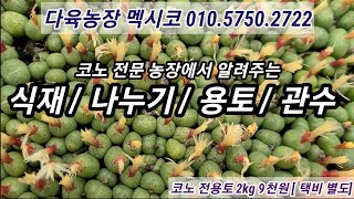 15년 코노재배전문 농장에서 코노 식재, 나누기, 용토, 관수에 관해 이야기 드립니다~ 코노 전문 농장 멕시코 010.5750.2722