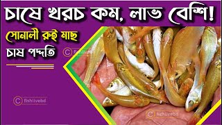 চাষে খরচ কম, লাভ বেশি ! - সোনালী রুই মাছ চাষ পদ্ধতি | Golden cotton fish farming method @FishLivebd