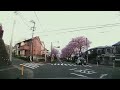 秦野市県道62号の桜並木