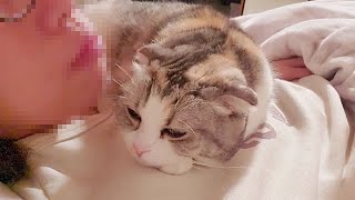 飼い主が具合が悪い時に添い寝してくれる優しい猫がこちら【スコティッシュフォールド】