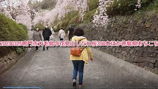 20230325鳴門市大毛島の花見山しだれ桜350本・神山町国道438号しだれ桜・勝浦町生名ロマン街道・岩脇公園桜の馬場・大神子海岸へ峠の竹田の桜・徳島県あちこち勝ぼうず