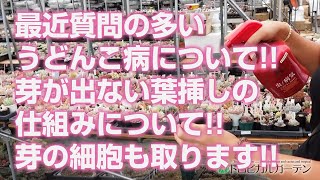 【多肉植物】最近質問の多いうどんこ病について!!芽が出ない葉挿しの仕組みについて!!芽の細胞も取ります!!【succulent】トロピカルガーデン