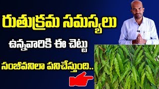 రుతుక్రమ సమస్యలు ఉన్నవారికి ఈ చెట్టు బెరడు సంజీవనిలా పనిచేస్తుంది || PERIOD PROBLEMS Natural Cure