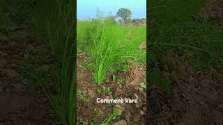 આ સુ વાવેલું છે...#કિસાન_સફર #farming #kisanprotestdelhi #farmer