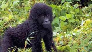 Endangered Mountain Gorillas Are Increasing in Population