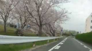 バイクから お花見。　豊田川の桜　2014年4月1日　磐田市（旧豊田町）　2kmちょい　静岡県磐田市