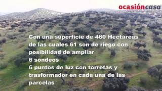 Dehesa con ovejas y vacas| AgroAnuncios.es