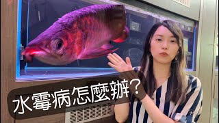 【日常】水霉病怎麼辦 龍魚長水霉影響和特徵