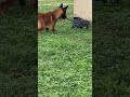 Dog Gets Nervous Around Plastic Bag 😂🐶