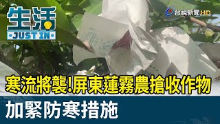 寒流將襲！屏東蓮霧農搶收作物 加緊防寒措施【生活資訊】