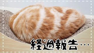 ほんやくこんにゃくがほしい！左足を痛めた猫を獣医さんに連れていったら、思わぬ診断結果が！！