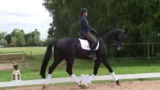 Sold : 5yo stallion by San Amour x De Niro