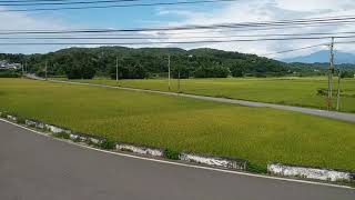 苗栗縣西湖鄉四湖村 午後稻田景色