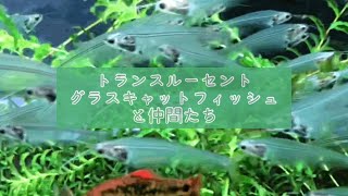 【色々なお魚さんたちの水槽✨】トランスルーセントグラスキャットフィッシュなどなど