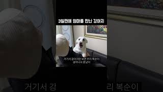 3일만에 엄마를 만난 강아지 | #Shorts