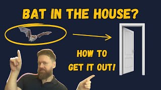 The Ultimate Guide To Bat Removal!