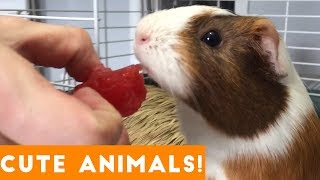 Cutest Pets of the Week Compilation December 2017 | Funny Pet Videos