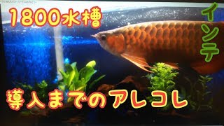 1800水槽購入までのアレコレ　雑談動画　アロワナ　過背金龍　紅龍　arowana