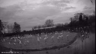 Night vision camera: flamingos at 6am.