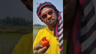 রাসায়নিক সার বিহীন ইরি ধান চাষ করছি 🌱🍅🙂#farmer #monirul #highlights #foryou #funny #viralvideo