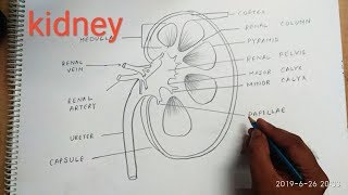 How to draw kidney step by step