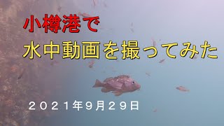 小樽の港で水中を撮影してみた