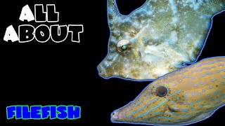 All About The Filefish