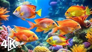 Peaceful 4K Aquarium Voyage – Stunning Coral Reefs & Sea Life – Calming Background Music