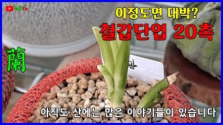 아직도 이런 단엽들이 무더기로 산에 있다니...