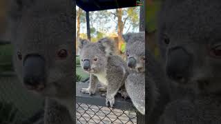 Cute Koala Trio 🐨