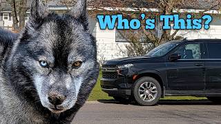 The GOVERNMENT Came to Our HOUSE! The Dogs were Confused!