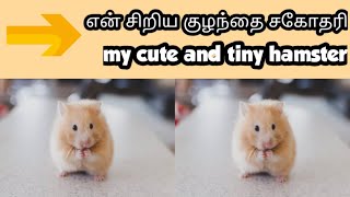 என் சிறிய சகோதரி வெள்ளெலி | my tiny baby hamster | Fatty | hamster video | pet animal videos