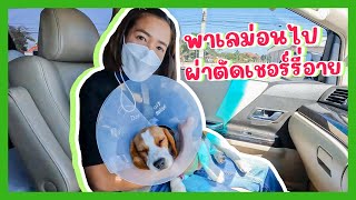 YimYamFamily | พาเลม่อนไปผ่าตัดเชอร์รี่อาย