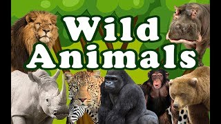 WILD ANIMALS | Learn Wild Animals Sounds and Names For Children, Kids And Toddlers