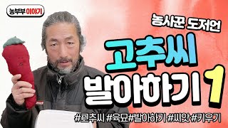 고추씨 발아하기 1탄